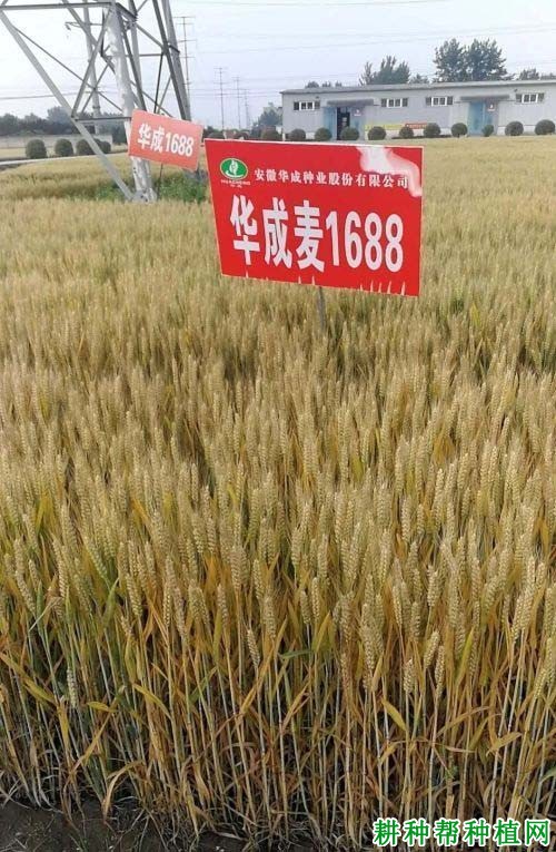 华成麦1688小麦品种好不好? 华成麦1688小麦品种好不好?