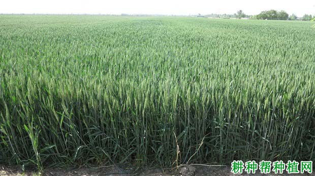 石麦25小麦品种好不好? 石麦25小麦品种好不好?