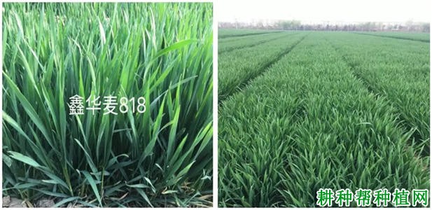 鑫华麦818小麦品种好不好? 鑫华麦818小麦品种好不好?