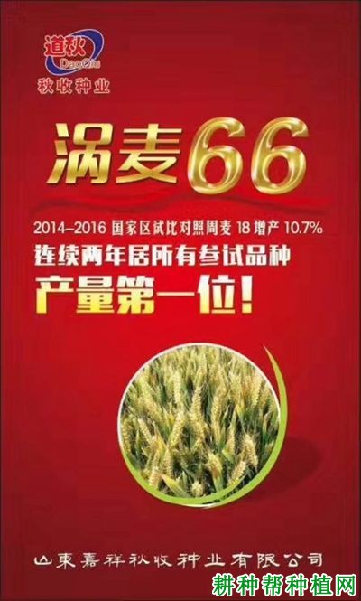 涡麦66小麦品种好不好? 涡麦66小麦品种好不好?