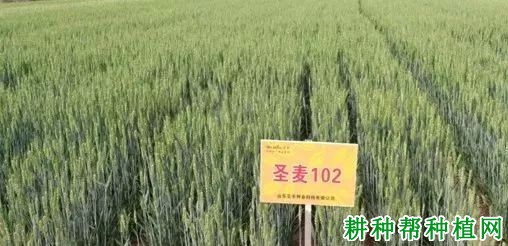 圣麦102小麦品种好不好? 圣麦102小麦品种好不好?