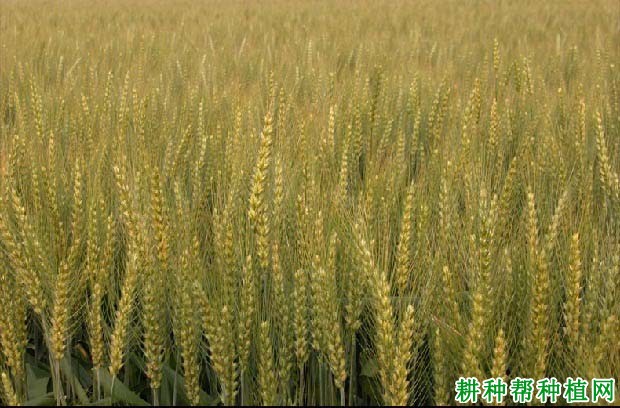 扬麦13品种小麦好不好? 扬麦13品种小麦好不好?