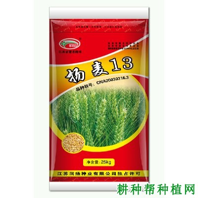 扬麦13品种小麦好不好? 扬麦13品种小麦好不好?