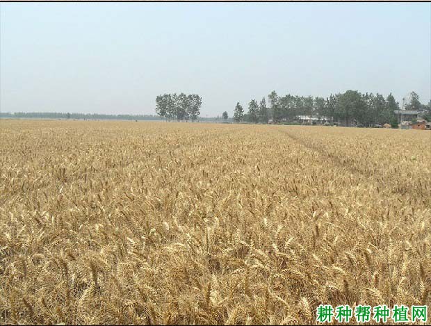 扬麦13品种小麦好不好? 扬麦13品种小麦好不好?