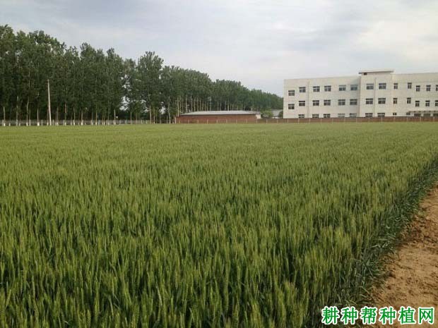 航麦901冬性小麦品种好不好? 航麦901冬性小麦品种好不好?