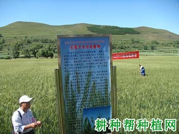 小山8645春性小麦品种好不好? 小山8645春性小麦品种好不好?