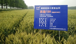 苏隆128小麦品种好不好? 苏隆128小麦品种好不好?