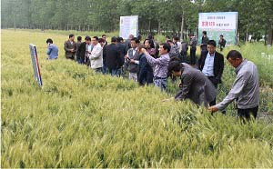 苏隆128小麦品种好不好? 苏隆128小麦品种好不好?