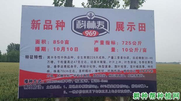 科林麦969小麦品种好不好? 科林麦969小麦品种好不好?
