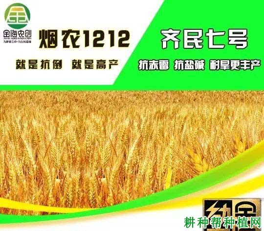 烟农1212小麦品种好不好? 烟农1212小麦品种好不好?