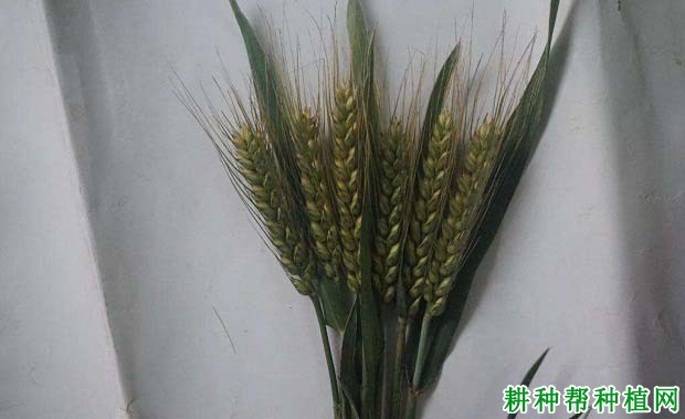 京花11号冬性小麦品种好不好? 京花11号冬性小麦品种好不好?