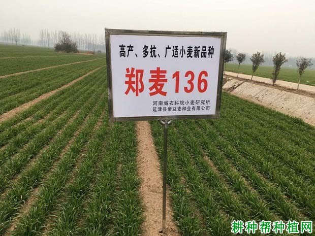 郑麦136小麦品种好不好? 郑麦136小麦品种好不好?