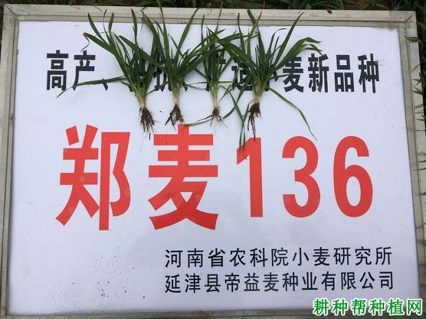 郑麦136小麦品种好不好? 郑麦136小麦品种好不好?