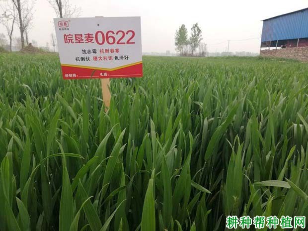 皖垦麦0622小麦品种好不好? 皖垦麦0622小麦品种好不好?