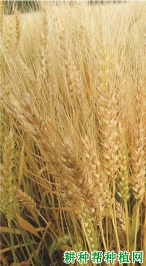 克春12号小麦品种好不好? 克春12号小麦品种好不好?
