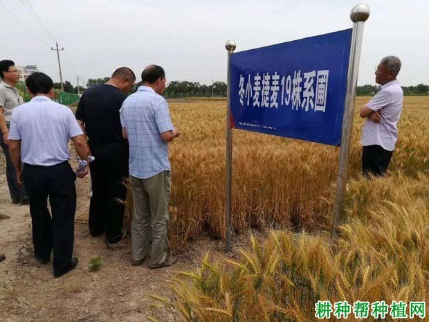 捷麦19半冬性小麦品种好不好? 捷麦19半冬性小麦品种好不好?