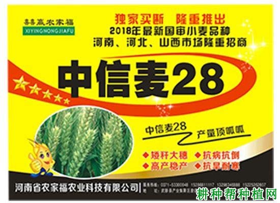 中信麦28小麦品种好不好? 中信麦28小麦品种好不好?