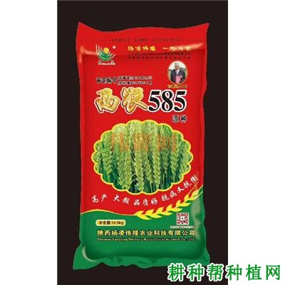 西农585小麦品种好不好? 西农585小麦品种好不好?