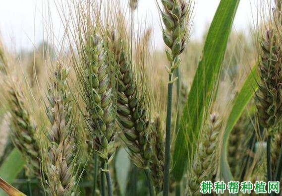 济研麦7号小麦品种好不好? 济研麦7号小麦品种好不好?