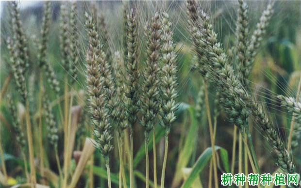 渝麦15号春性小麦品种好不好? 渝麦15号春性小麦品种好不好?