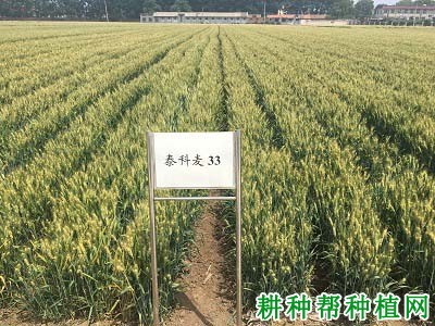 泰科麦33小麦品种好不好? 泰科麦33小麦品种好不好?