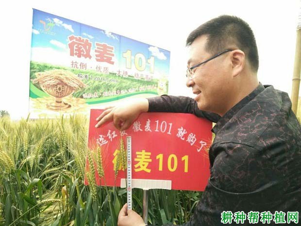 徽麦101春性小麦品种好不好? 徽麦101春性小麦品种好不好?