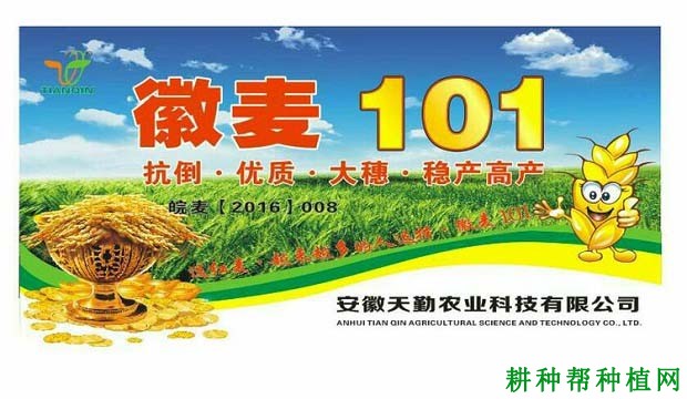 徽麦101春性小麦品种好不好? 徽麦101春性小麦品种好不好?