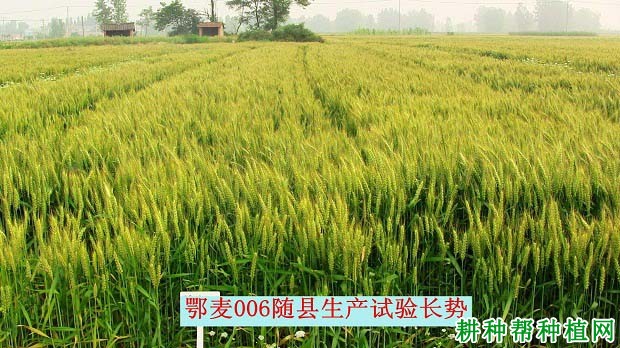 鄂麦006小麦品种好不好? 鄂麦006小麦品种好不好?