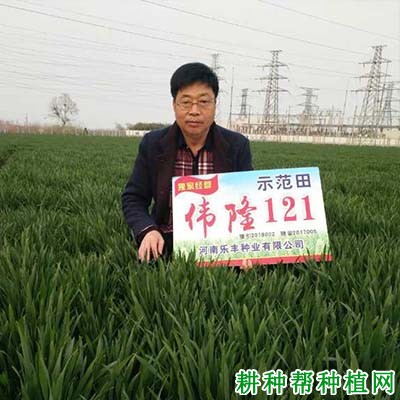 伟隆121小麦品种好不好? 伟隆121小麦品种好不好?