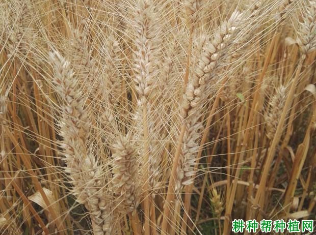 扬辐麦6号小麦品种好不好? 扬辐麦6号小麦品种好不好?