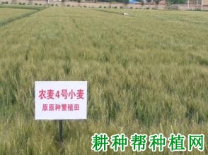 农麦4号小麦品种好不好? 农麦4号小麦品种好不好?