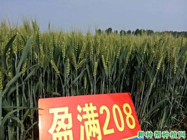 盈满208小麦品种好不好? 盈满208小麦品种好不好?