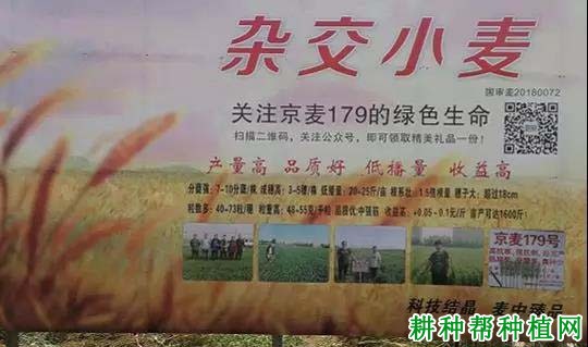 京麦179小麦品种好不好? 京麦179小麦品种好不好?