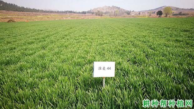 淮麦44小麦品种好不好? 淮麦44小麦品种好不好?