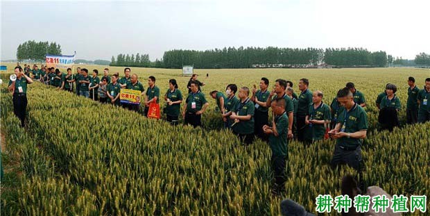 亿麦11小麦品种好不好? 亿麦11小麦品种好不好?