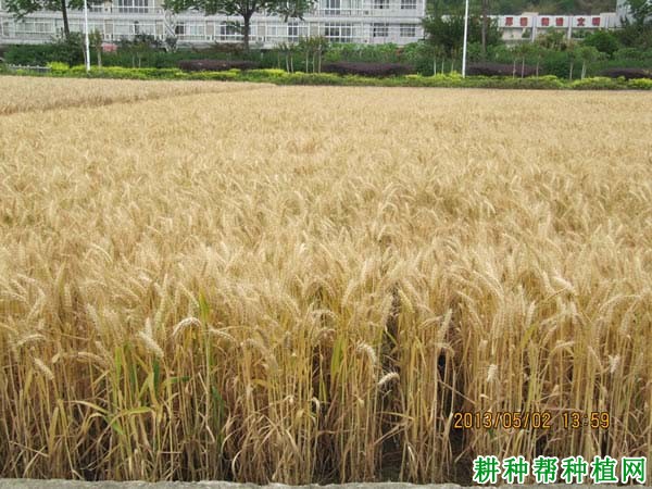 绵麦1618春性小麦品种好不好? 绵麦1618春性小麦品种好不好?