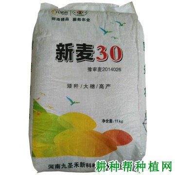 新麦30小麦品种好不好? 新麦30小麦品种好不好?