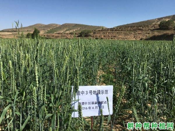 陇中3号春性小麦品种好不好? 陇中3号春性小麦品种好不好?