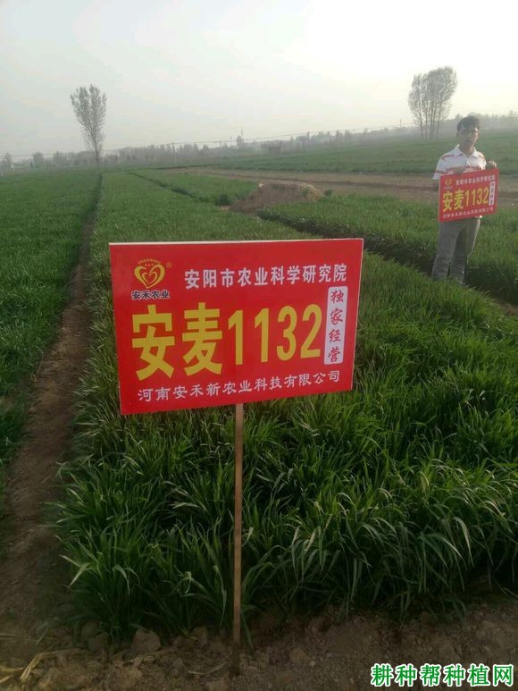 安麦1132小麦品种好不好? 安麦1132小麦品种好不好?