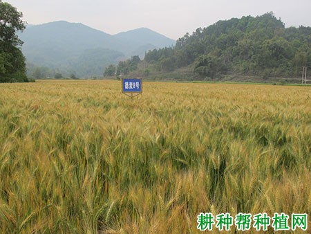 德麦8号小麦品种好不好? 德麦8号小麦品种好不好?