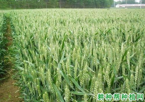 连麦5号小麦品种好不好? 连麦5号小麦品种好不好?