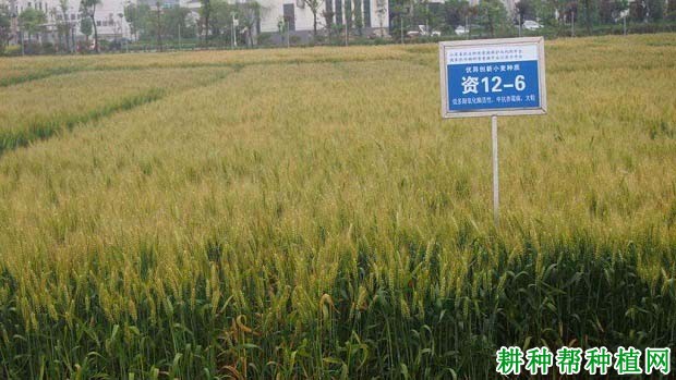 宁麦资126小麦品种好不好? 宁麦资126小麦品种好不好?