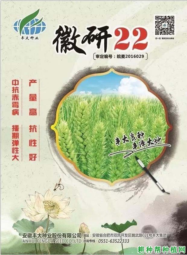 徽研22小麦品种好不好? 徽研22小麦品种好不好?