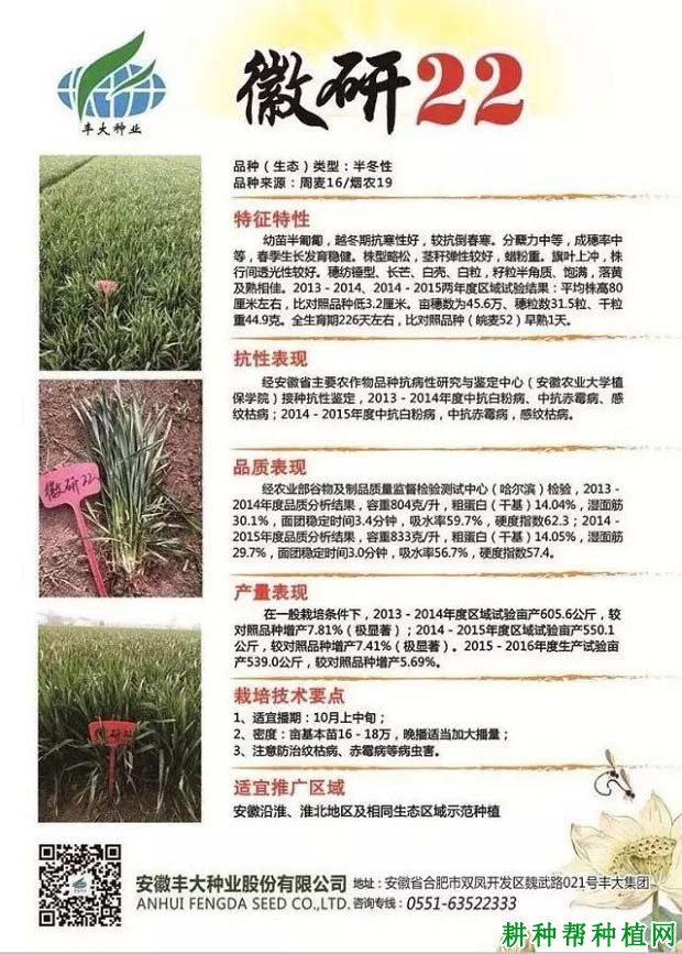 徽研22小麦品种好不好? 徽研22小麦品种好不好?