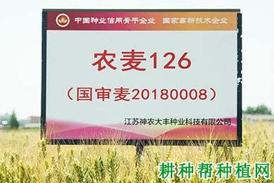农麦126小麦品种好不好? 农麦126小麦品种好不好?