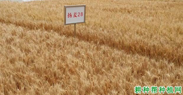 扬麦28小麦品种好不好? 扬麦28小麦品种好不好?