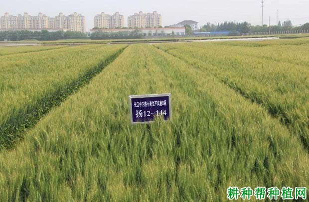 扬麦28小麦品种好不好? 扬麦28小麦品种好不好?