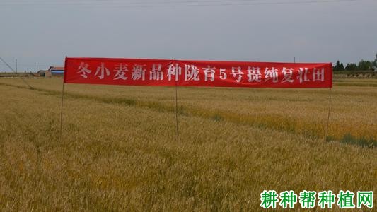 陇育5号小麦品种好不好? 陇育5号小麦品种好不好?