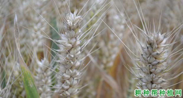 西农528小麦品种好不好? 西农528小麦品种好不好?