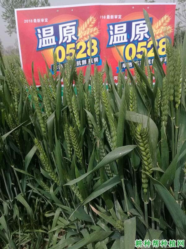 温原0528小麦品种好不好? 温原0528小麦品种好不好?